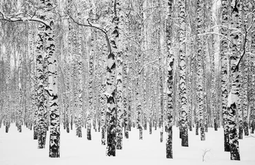 Foto auf Acrylglas Winterbirken schwarz-weiß © Elena Kovaleva