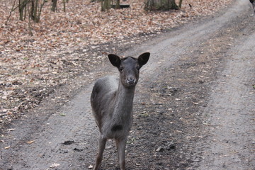 Little deer plays in the forest