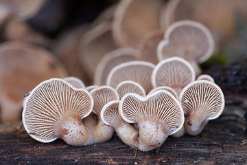 Plicaturopsis crispa, © Txapelaundi