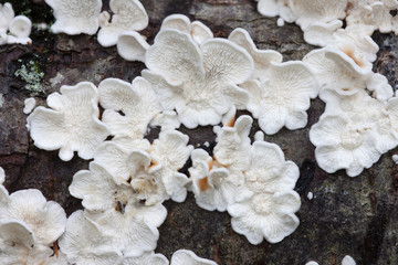 Plicaturopsis crispa,