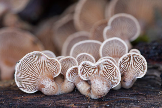 Plicaturopsis crispa,