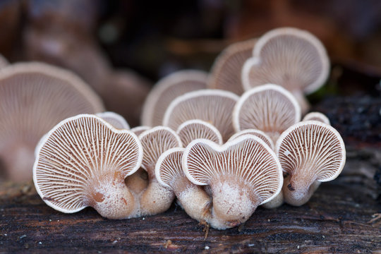 Plicaturopsis crispa,