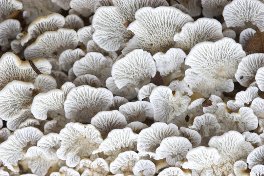 Plicaturopsis crispa,
