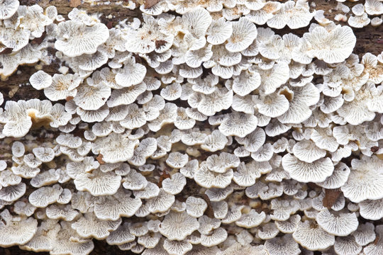 Plicaturopsis crispa,