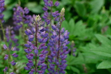 Lupinus or lupine flower close up with blurred background