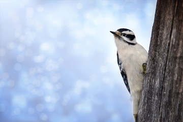 Hairy Woodpecker Perched on Wood with Pretty Blue Bokeh Background