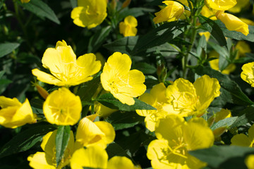 Yellow flowers of Oenothera, evening primrose, suncups or sundrops