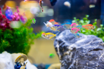 School of colorful Siamese glass-fishes