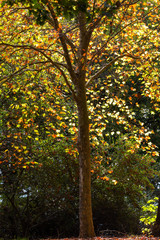 Fototapeta premium Yellow and orange autumn colored leaves in the tree