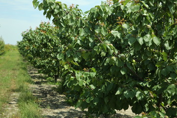 Peach farm in early summer . Unripe peach . Peach tree, branch with small immature peaches .