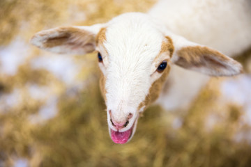 Obraz premium Goat in the paddock. closeup of white goat in paddock of farm. Goat portrait.