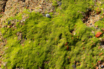 Red Sand and Stones of the red Sea Coast, Natural Texture Background