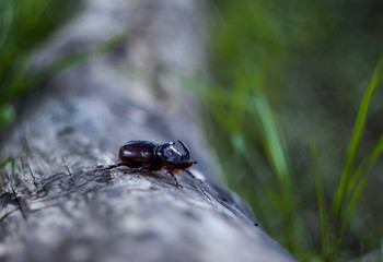 rhinoceros beetle closeup