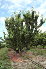 Longan trees in the garden with blue sky background . Cluster of ripe cherries on cherry trees .