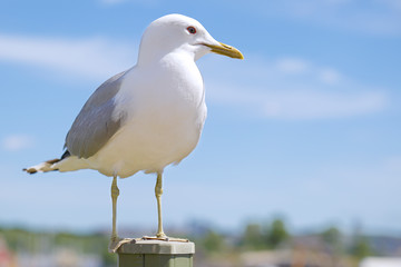 Seagull standing on a post in a sunny day