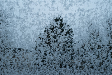 Pine forest seen through snowy window pane during winter snowstorm in Hamburg, Germany