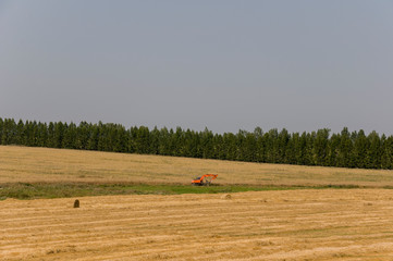 Hayfield. There are many stacks around. Meadow in the early autumn. Dry plants around. Gold colors. Green forest far away. Dark heaven with white clouds above. Excavator is working