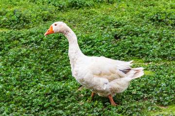 Family of geese one of white and two browns enjoying a sunny day in a green field.