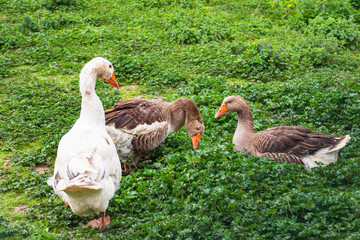 Family of geese one of white and two browns enjoying a sunny day in a green field.