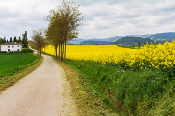 Fototapeta na wymiar Rural road that leads to scattered rural houses among the yellow rapeseed fields. Mesh, Catalonia, Spain.