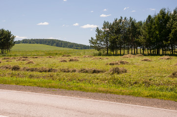 Fototapeta premium There are many stacks around. Meadow in the summer. Dry plants around. Asphalt road. Gold and green colors. Dark green forest far away. Blue heaven with tiny white clouds above