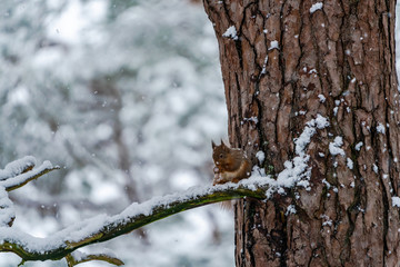 Red Squirrel (Sciurus vulgaris) on snow covered tree branch in Scottish forest - selective focus