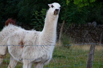 White Lama animal wild life fenced off mamal uk medium shot