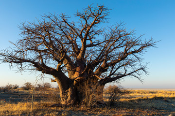Large baobab tree in early morning light on Kukonje Island