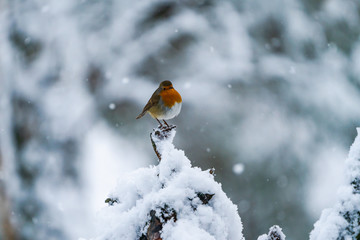 European robin (Erithacus rubecula) on snow covered wooden branch - selective focus