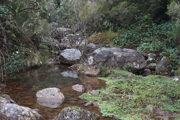 Natürlicher Teich im Lorbeerwald von Madeira