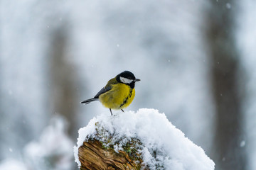 Obraz na płótnie Canvas Great tit (Parus major) on snow covered wooden pole in Scottish winter forest - selective focus