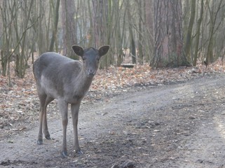  Little deer plays in the forest