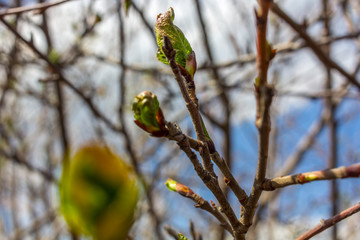 awakening from the warmth of spring nature, swollen fluffy willow buds on tree branches against a clear blue sky, the background texture of fresh greenery