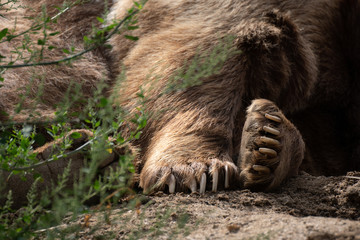 Fototapeta premium Detalle de las garras de un oso pardo
