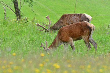 Stag deer with growing antler to rest on the grass in spring 