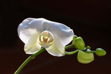 Fototapeta na wymiar close up of white orchid in bloom