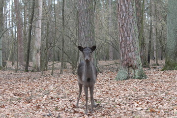  Little deer plays in the forest