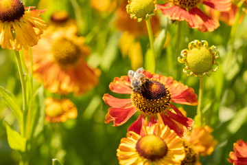honeybee on a orange and yellow blossom