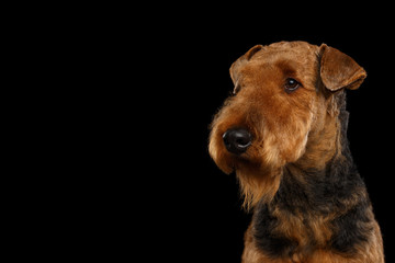 Closeup Portrait of Airedale Terrier Dog looking at side, on Isolated Black Background