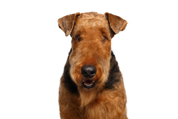 Portrait of Warily Airedale Terrier Dog Curious looking at camera,on Isolated White Background