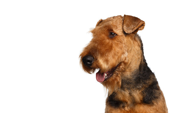 Closeup Portrait of Airedale Terrier Dog looking at side, on Isolated White Background, profile view