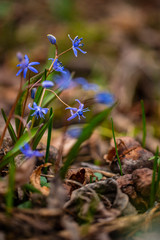 Siberian squill (Scilla siberica) or blue snowdrop in forest. First spring flowers in green leaves