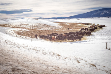 Cattle grouped together and grazing in snow covered pasture with mountain range in distance on cloudy day
