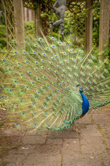 Obraz premium Indian Peacock or Peafowl displaying his majestic feathers