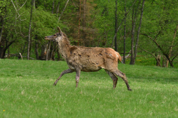 Naklejka na ściany i meble Stag deer with growing antler to rest on the grass in spring 