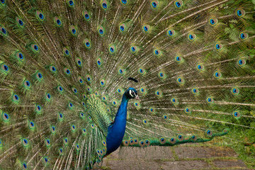 Obraz premium Indian Peacock or Peafowl displaying his majestic feathers