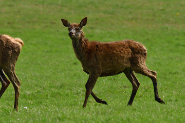 Portrait of deer head with growing antlers in spring on green pasture