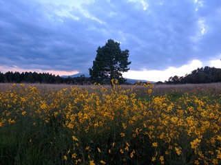 Obraz premium field of yellow flowers