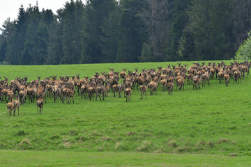 Naklejka na ściany i meble Flock of Deer stag with growing antler grazing the grass in spring