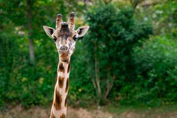 Head portrait of a Giraffe with green background